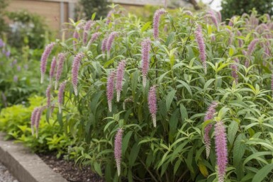 Rostrinucula dependens busk