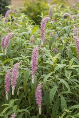 Rostrinucula dependens busk