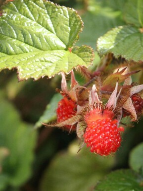 Tricolor brombær Rubus tricolor busk Rubus tricolor