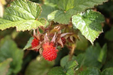 Tricolor brombær Rubus tricolor busk Rubus tricolor