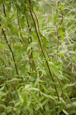 Hængepil Salix babylonica 'Tortuosa' busk Salix babylonica 'Tortuosa'