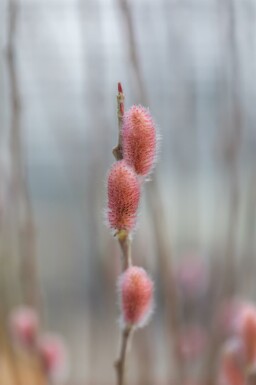 Rød pil Salix gracilistyla 'Mount Aso' busk Salix gracilistyla 'Mount Aso' busk