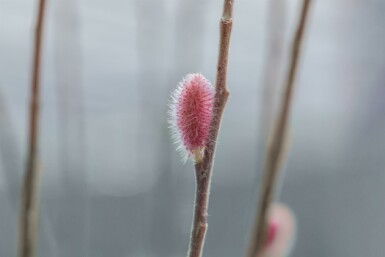 Rød pil Salix gracilistyla 'Mount Aso' busk Salix gracilistyla 'Mount Aso' busk