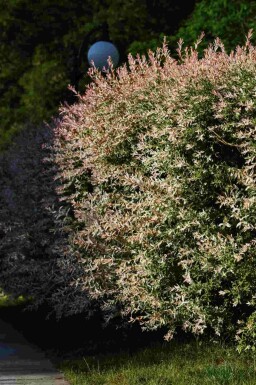 Japansk pil Salix integra 'Flamingo' busk Salix integra 'Flamingo' busk