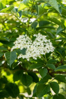 Hyldeblomst Sambucus nigra busk Sambucus nigra busk