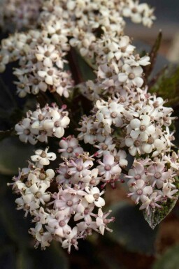 Hyldebær Sambucus nigra 'Black Tower' busk Sambucus nigra 'Black Tower' busk