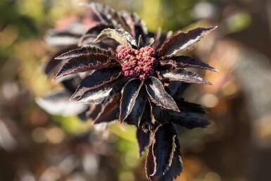 Hyldebær Sambucus nigra 'Black Tower' busk Sambucus nigra 'Black Tower' busk