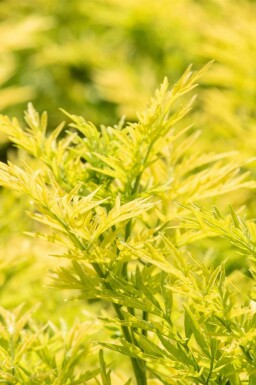 Hyldeblomst Sambucus nigra 'Golden Tower' busk Sambucus nigra 'Golden Tower' busk
