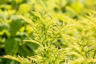 Hyldeblomst Sambucus nigra 'Golden Tower' busk Sambucus nigra 'Golden Tower' busk