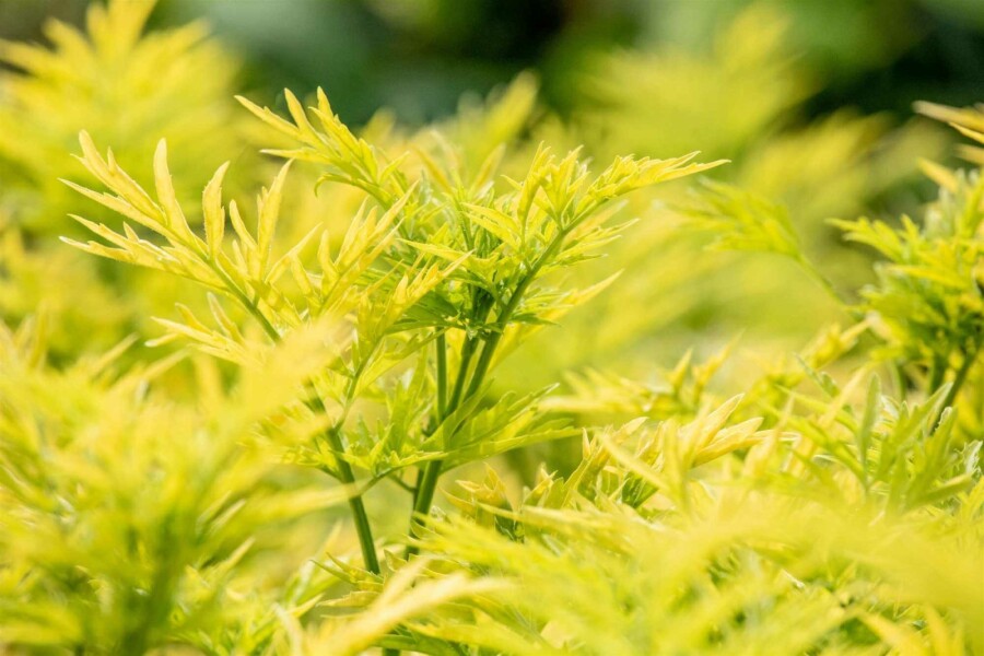Hyldeblomst Sambucus nigra 'Golden Tower' busk 30-40 C2,5 Sambucus nigra 'Golden Tower' busk 30-40 cm