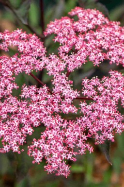 Hyldebær Sambucus nigra 'Thundercloud' busk Sambucus nigra 'Thundercloud'