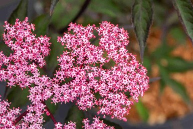 Hyldebær Sambucus nigra 'Thundercloud' busk Sambucus nigra 'Thundercloud'