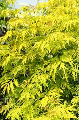 Rød hyld Sambucus racemosa 'Plumosa Aurea' busk Sambucus racemosa 'Plumosa Aurea' busk