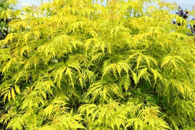Rød hyld Sambucus racemosa 'Plumosa Aurea' busk Sambucus racemosa 'Plumosa Aurea' busk
