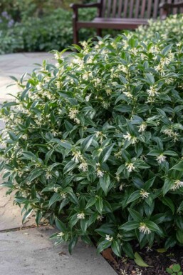 Sarcococca hookeriana 'Humilis' busk