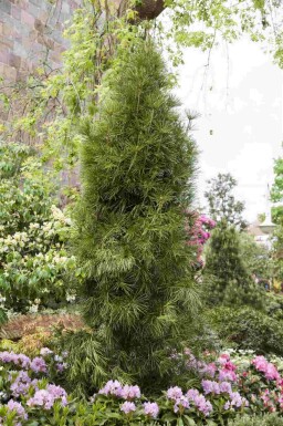 Paraplygran Sciadopitys verticillata busk Sciadopitys verticillata busk