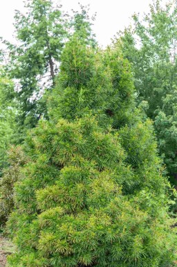 Paraplygran Sciadopitys verticillata busk Sciadopitys verticillata busk