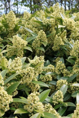 Japansk skimmia Skimmia confusa 'Kew Green' busk Skimmia confusa 'Kew Green' busk