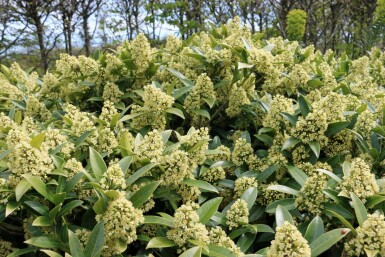 Japansk skimmia Skimmia confusa 'Kew Green' busk Skimmia confusa 'Kew Green' busk