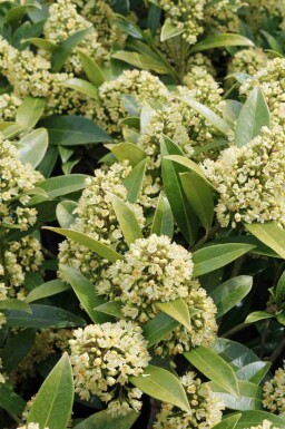Japansk skimmia Skimmia japonica 'Finchy' busk Skimmia japonica 'Finchy' busk