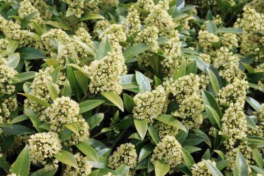 Japansk skimmia Skimmia japonica 'Finchy' busk Skimmia japonica 'Finchy' busk