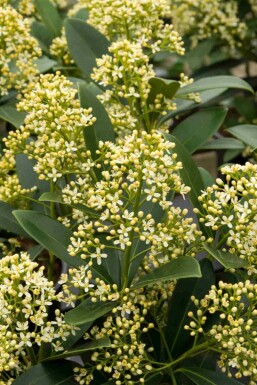 Skimmia Skimmia japonica 'Marlot' busk Skimmia japonica 'Marlot' busk