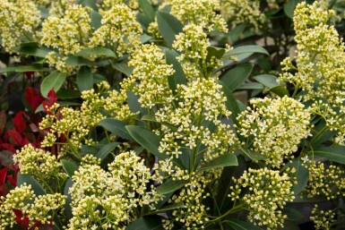 Skimmia Skimmia japonica 'Marlot' busk Skimmia japonica 'Marlot' busk