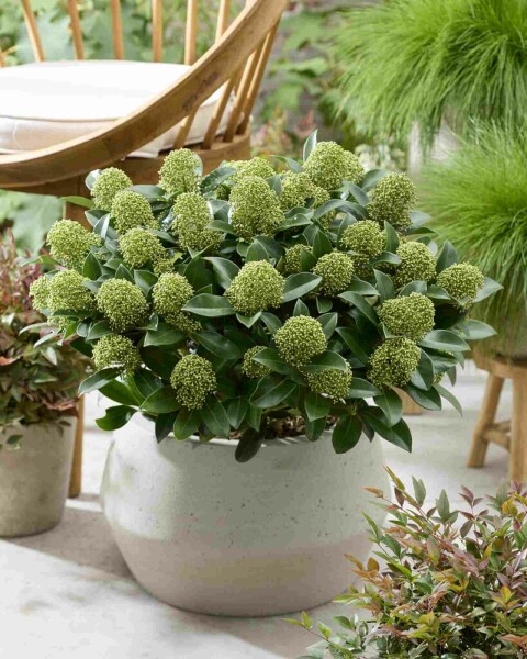 Skimmia Skimmia japonica 'White Globe' busk Skimmia japonica 'White Globe' busk