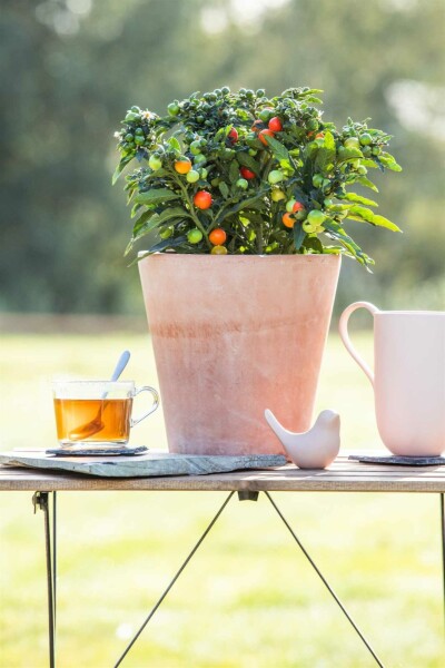 Koralkirsebær Solanum pseudocapsicum busk Solanum pseudocapsicum busk