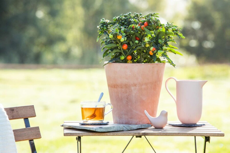 Koralkirsebær Solanum pseudocapsicum busk Solanum pseudocapsicum busk