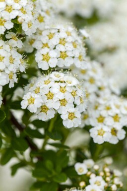 Buketspiræa Spiraea arguta busk Spiraea arguta busk