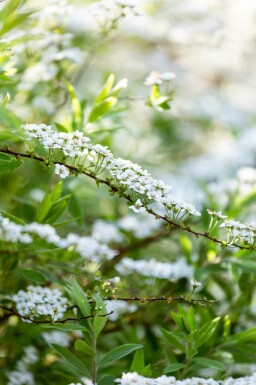 Buketspiræa Spiraea arguta busk Spiraea arguta busk