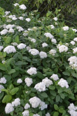 Birkebladet spiræa Spiraea betulifolia 'Tor' busk Spiraea betulifolia 'Tor' busk