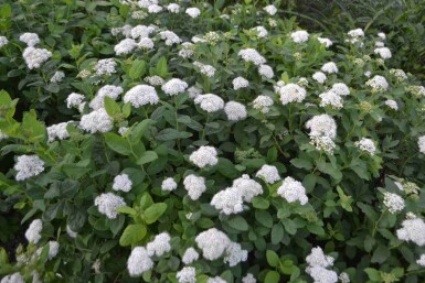 Birkebladet spiræa Spiraea betulifolia 'Tor' busk Spiraea betulifolia 'Tor' busk