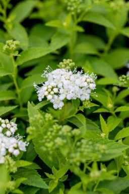 Japansk spiræa Spiraea japonica 'Albiflora' busk Spiraea japonica 'Albiflora'