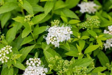 Japansk spiræa Spiraea japonica 'Albiflora' busk Spiraea japonica 'Albiflora'
