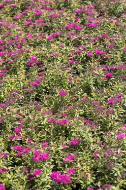 Japansk spiraea Spiraea japonica 'Anthony Waterer' busk Spiraea japonica 'Anthony Waterer' busk