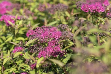 Japansk spiraea Spiraea japonica 'Anthony Waterer' busk Spiraea japonica 'Anthony Waterer' busk