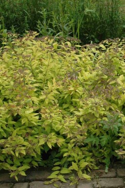 Japansk spiræa Spiraea japonica 'Golden Princess' busk Spiraea japonica 'Golden Princess' busk
