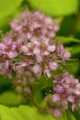 Spiraea japonica 'Goldflame'