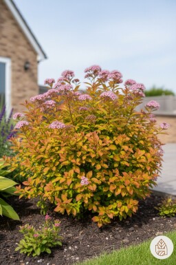 Spiraea japonica 'Goldflame' busk