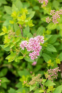 Spiræa Spiraea japonica 'Little Princess' busk Spiraea japonica 'Little Princess' busk
