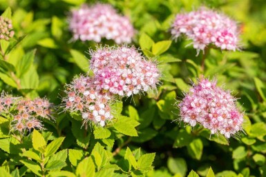 Spiræa Spiraea japonica 'Little Princess' busk Spiraea japonica 'Little Princess' busk