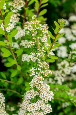 Japansk spiræa Spiraea nipponica 'Snowmound' busk Spiraea nipponica 'Snowmound'