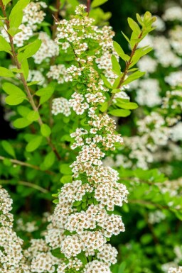 Japansk spiræa Spiraea nipponica 'Snowmound' busk Spiraea nipponica 'Snowmound'