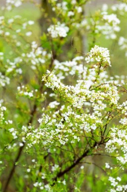 Hvid spiræa Spiraea thunbergii busk Spiraea thunbergii busk