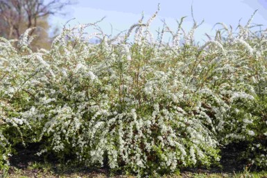 Hvid spiræa Spiraea thunbergii busk Spiraea thunbergii busk