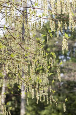 Akshale Stachyurus praecox busk Stachyurus praecox