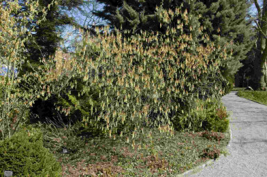 Akshale Stachyurus praecox busk Stachyurus praecox
