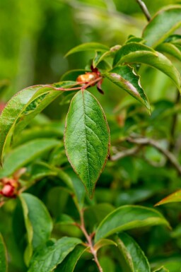 Japansk stewartia Stewartia pseudocamellia busk Stewartia pseudocamellia